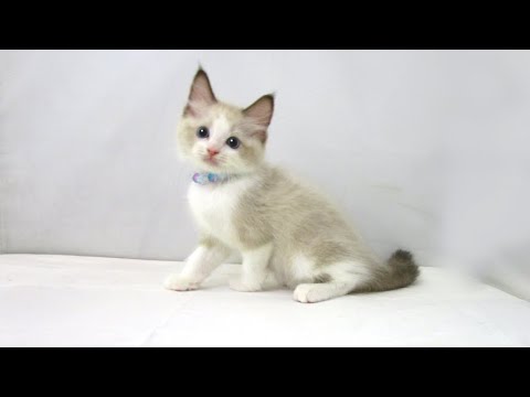 【長町店】ラグドール♪男の子♪シールポイントバイカラー♪6/7生まれ♪