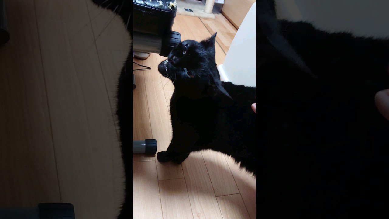 【猫】ウー君(次男)ちゃまちゃまタイム☆その2 2023/05/29【ボンベイ】 #shorts #猫 #cat #Bombay