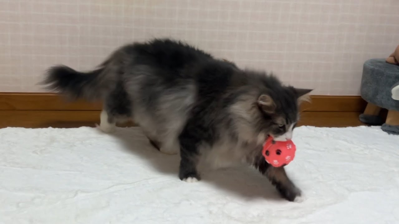 【気まぐれ♪】お気に入りのおもちゃを運ぶ仕事をしています♪かわいいノルウェージャンフォレストキャット🩷