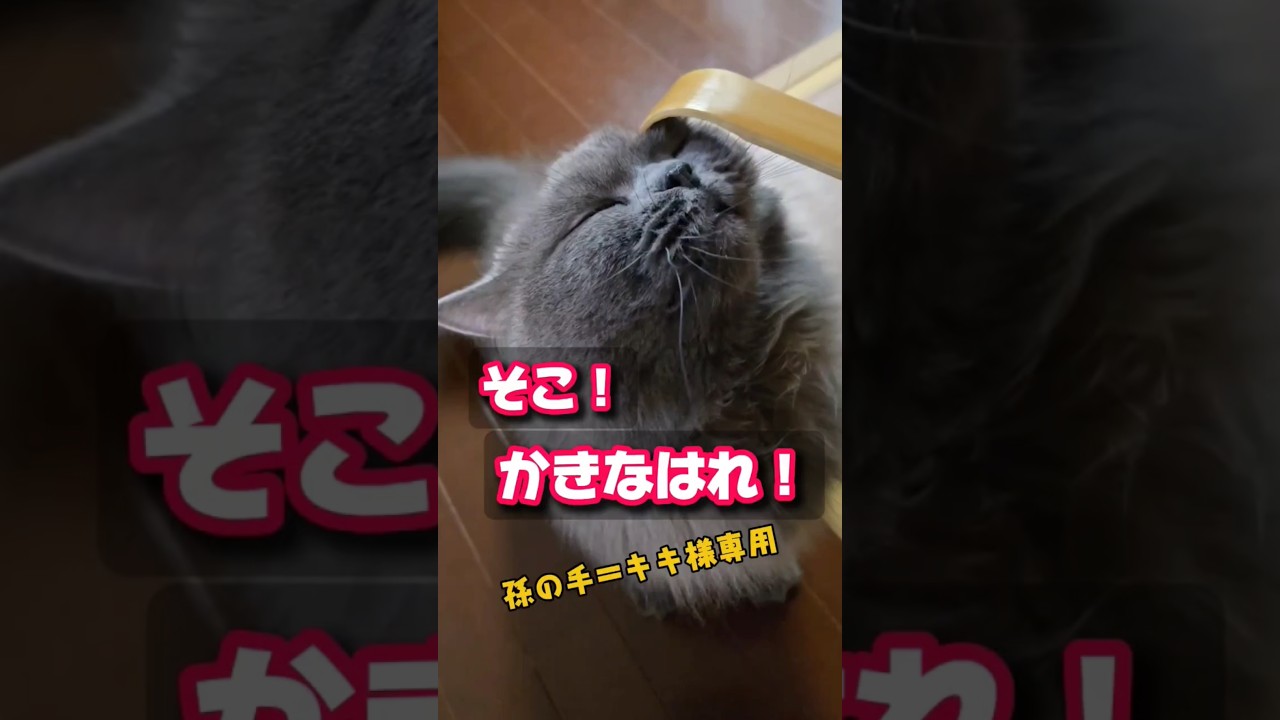 そこや！もっとかきなはれ✨【サイベリアン・キキのKIKICHANNEL】#サイベリアン #猫 #Siberian #cat #shorts