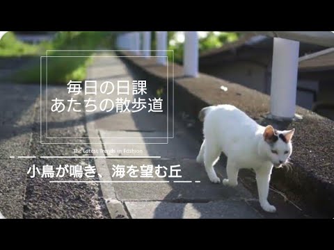 【ジャパニーズ・ボブテイルという猫】熱海っ子│左腰にまん丸の日の丸ぶち│筆先尻尾のジャパニーズ・ボブテイル│姫君みたいな麻呂眉化粧│凛とした立ち振る舞い所作は上品でエレガント│自由気ままな家猫のお散歩