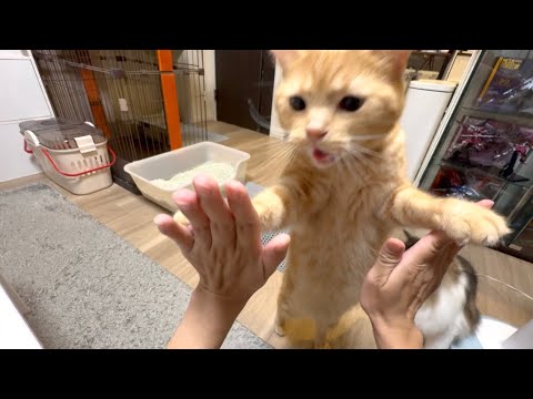 ご飯が待ちきれず興奮してハイタッチしちゃう猫が可愛過ぎた