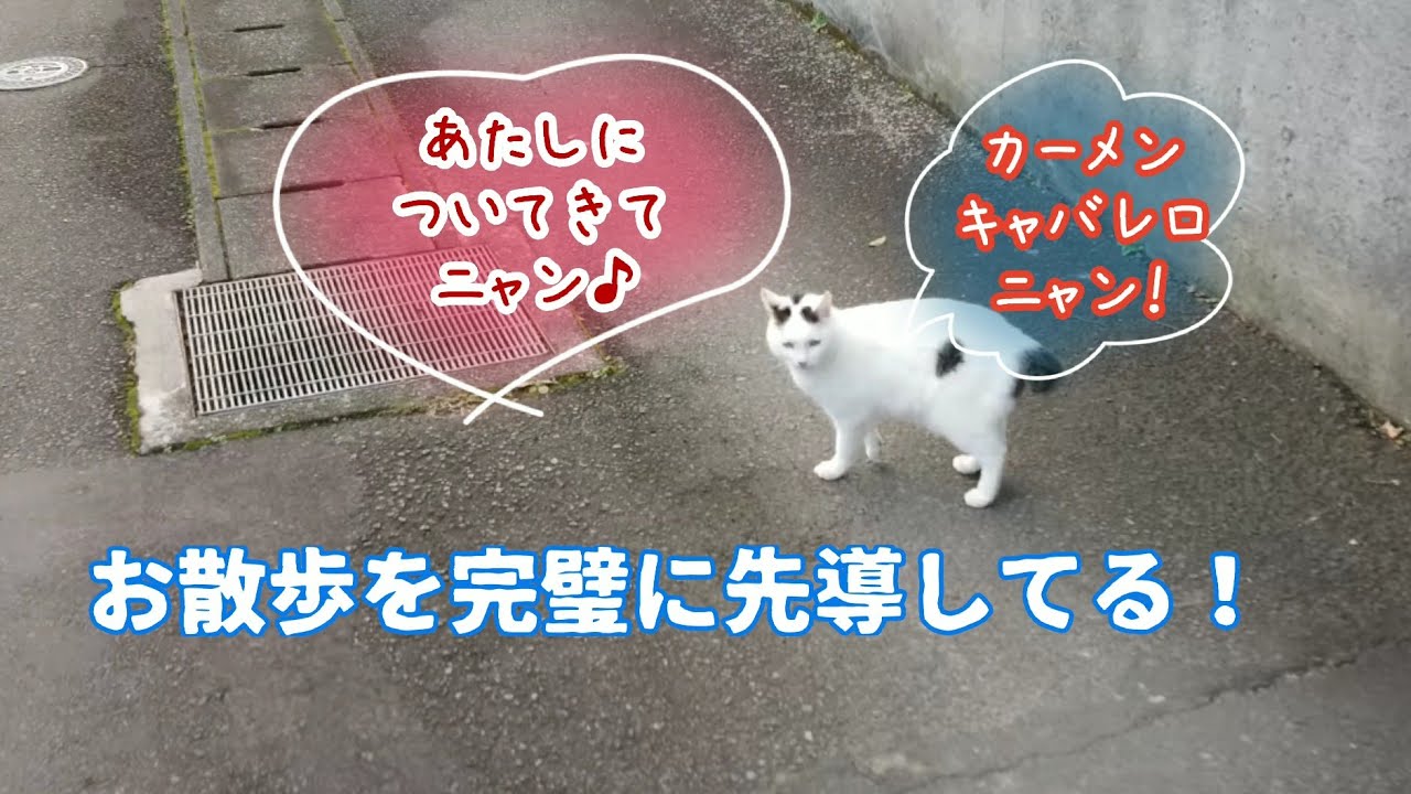 【ジャパニーズ・ボブテイルという猫】極上の時間！至福│優雅！エレガント！極上のピアノ│散歩をリードする猫│あたしに付いてきて！│カーメン・キャバレロ│熱海│伊豆｜南熱海│日本猫