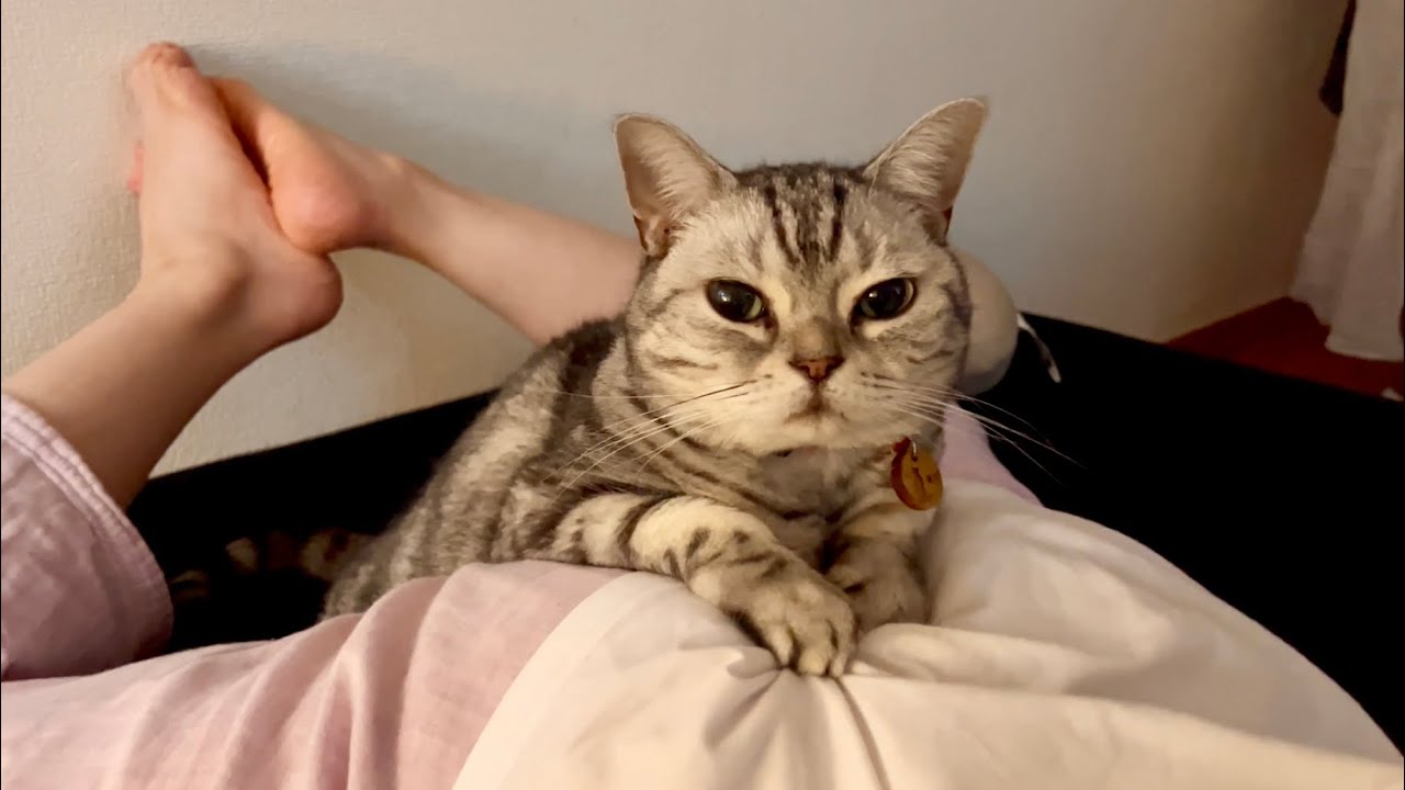 ママのお尻でくつろぐアメリカンショートヘアのあいちゃん。