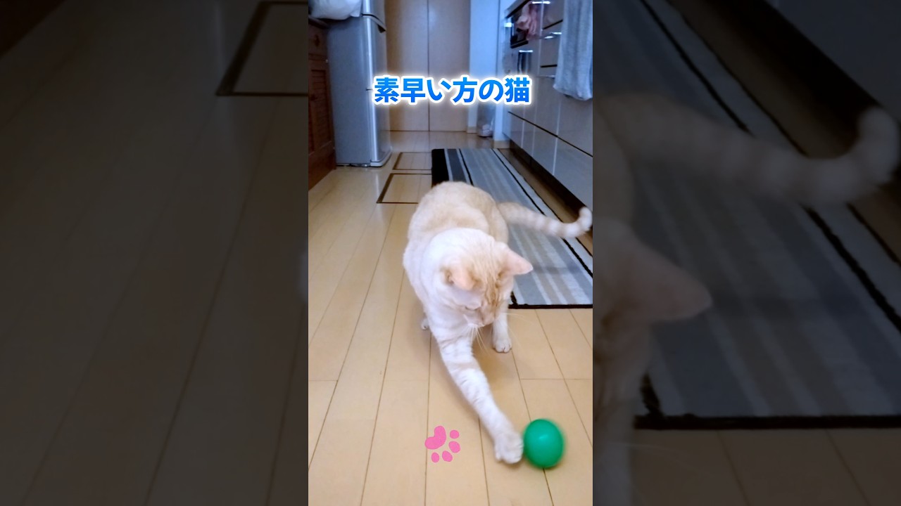 【癒し猫】素早い猫とゆっくりな猫の対比がとっても愉快😹