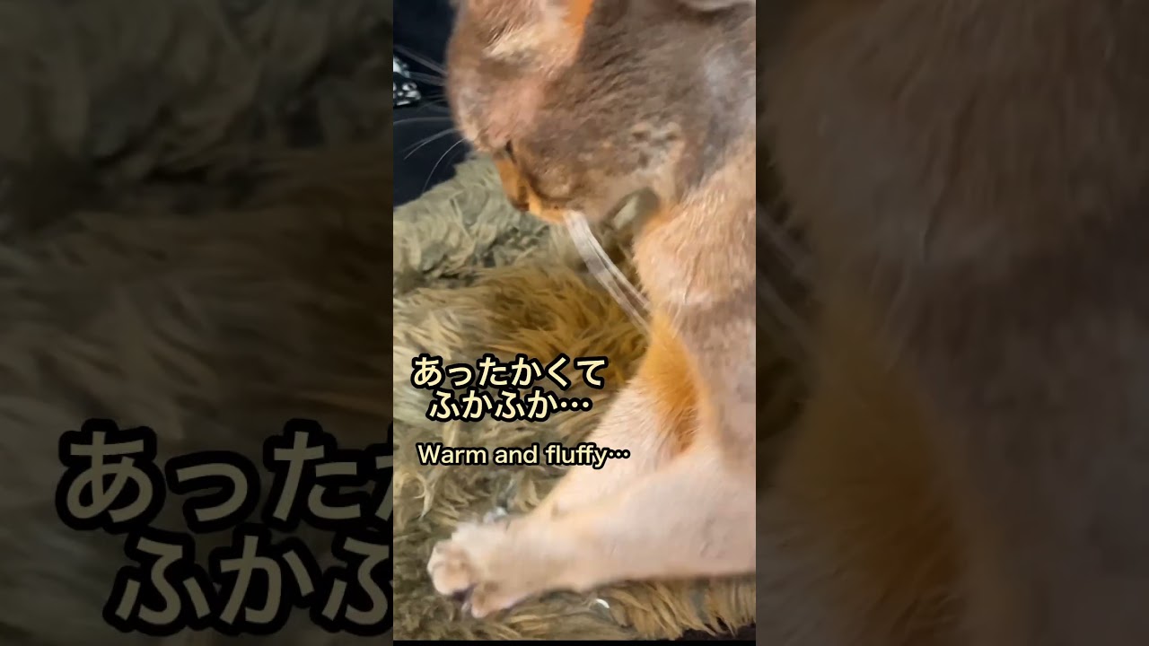 ふみふみムーン #ムーン#アビシニアン