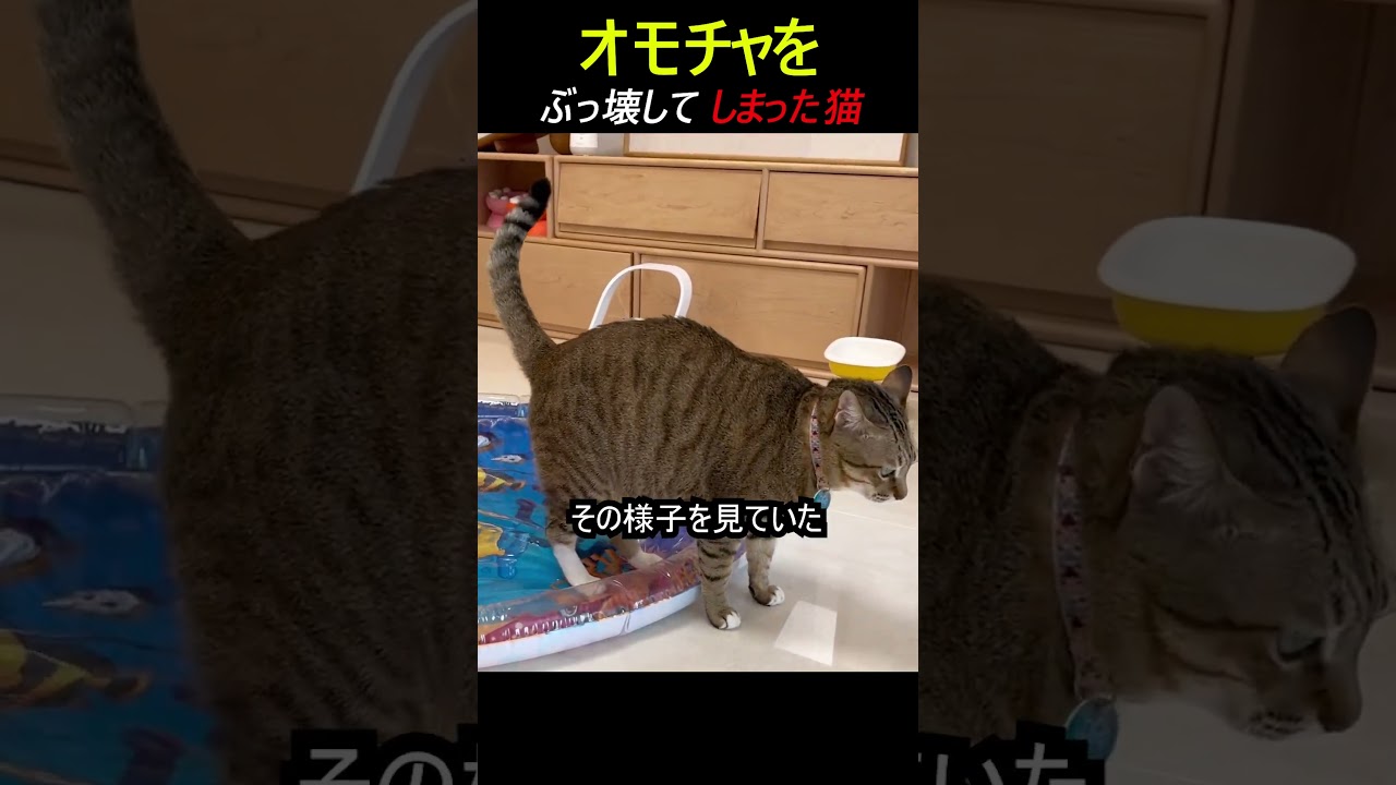 オモチャをぶっ壊してしまった猫