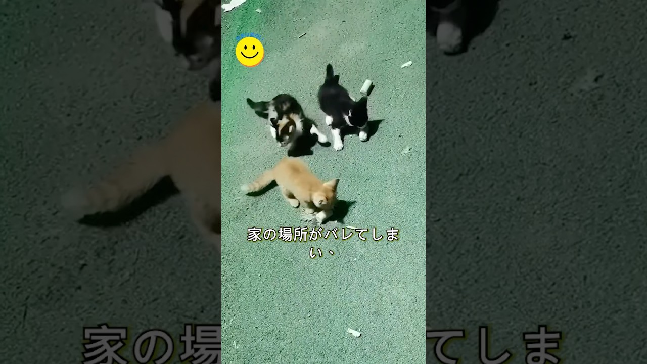夜道を歩いていただけなのに、猫のパパになりましたw