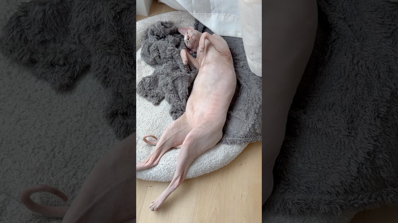 長く伸びて眠る毛のない猫【スフィンクス】