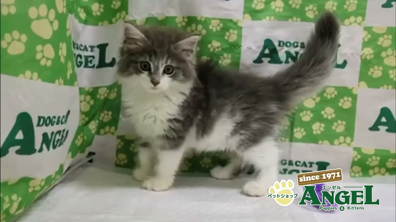 サイベリアン 2506058 【ペットショップエンゼル　子犬・子猫販売】