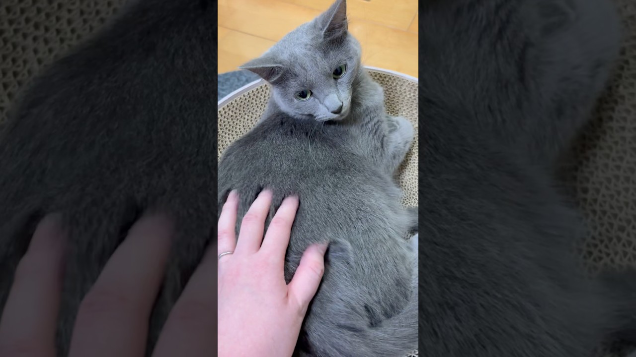 変態ママ⁉️ #猫 #ロシアンブルー #shorts