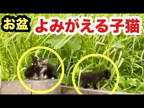 お盆に亡くなった子猫が姿を変えてやってきてこうなりました