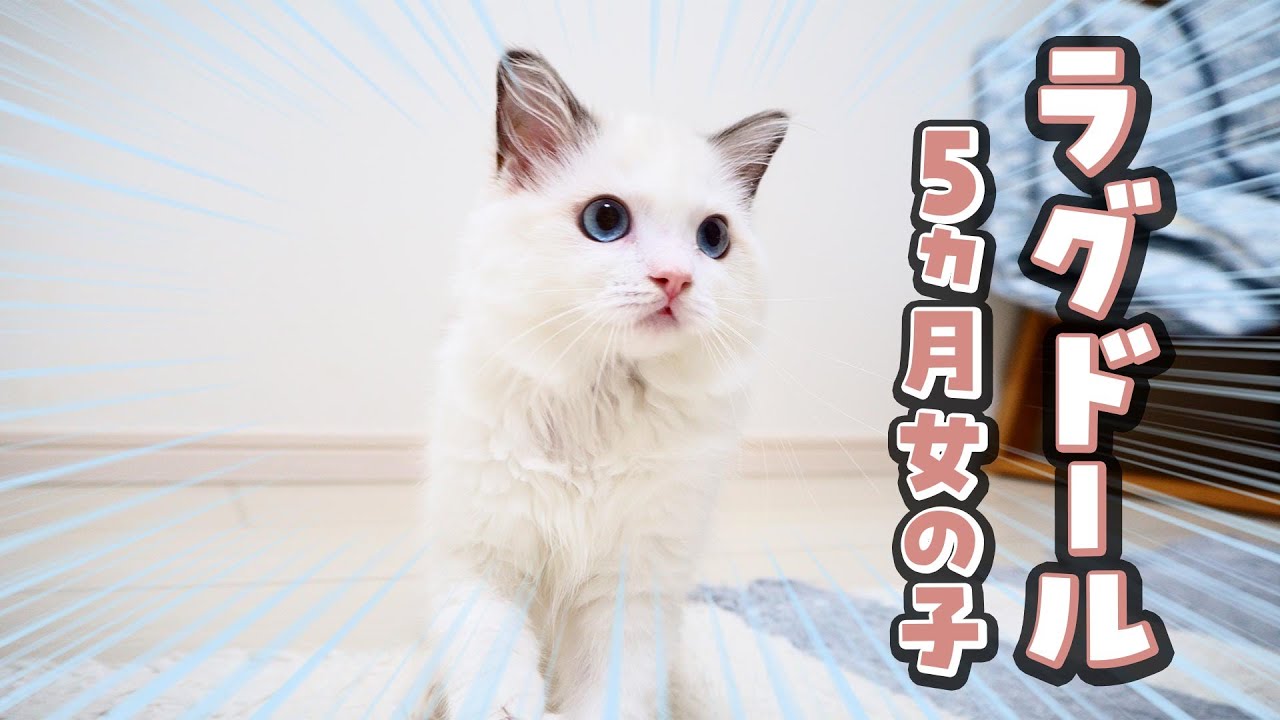 真っ白もふもふラグドールの子猫をお迎えしました！🐾