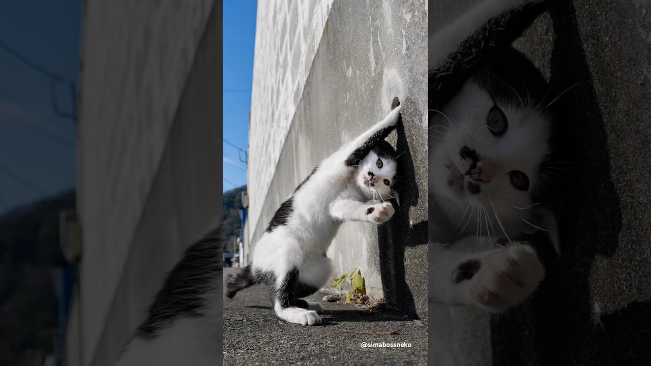何もないのに…子猫の探索が可愛すぎる An Empty Hole and a Curious Kitten💕