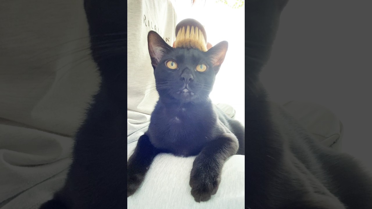 きょとんな黒猫　#ボンベイ #子猫 #cat #猫 #猫のいる暮らし #猫のいる生活 #bombay #ねこ #ねこ動画