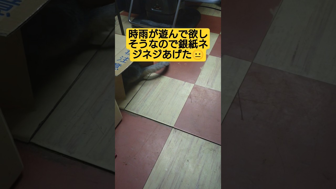 【深夜夜襲動画】明日から仕事開始なので…寝し間に時雨に銀紙ネジネジ作って遊んであげた動画#cat #猫のいる暮らし #ねこのいる生活 #癒し