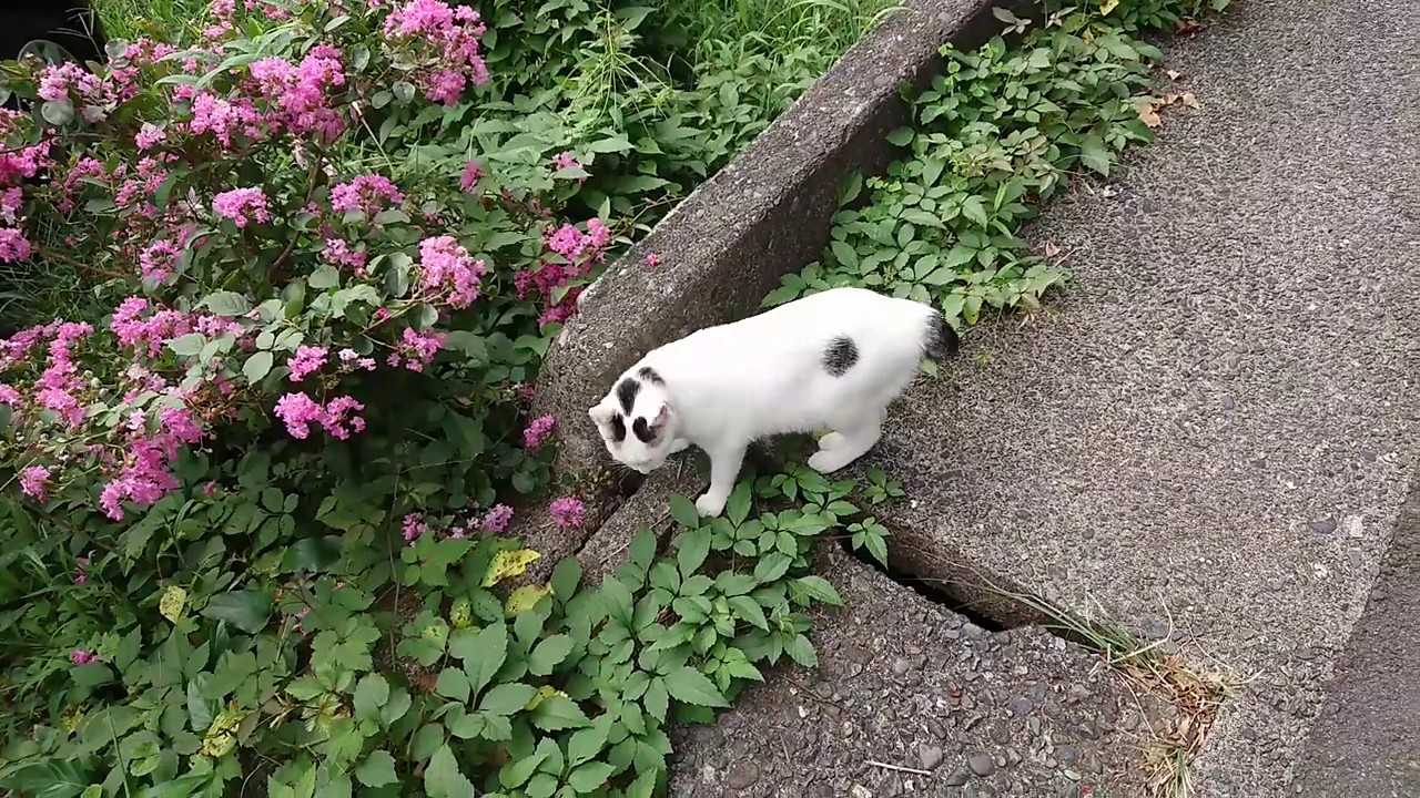 【ジャパニーズ・ボブテイルという猫】あたしに付いてきてニャン！ゆきちゃん！よそのお家を覗き見してからの帰宅│熱海│伊豆│日本猫│尻尾が筆先みたいで超かわいい♥️ リードなしでの猫散歩。