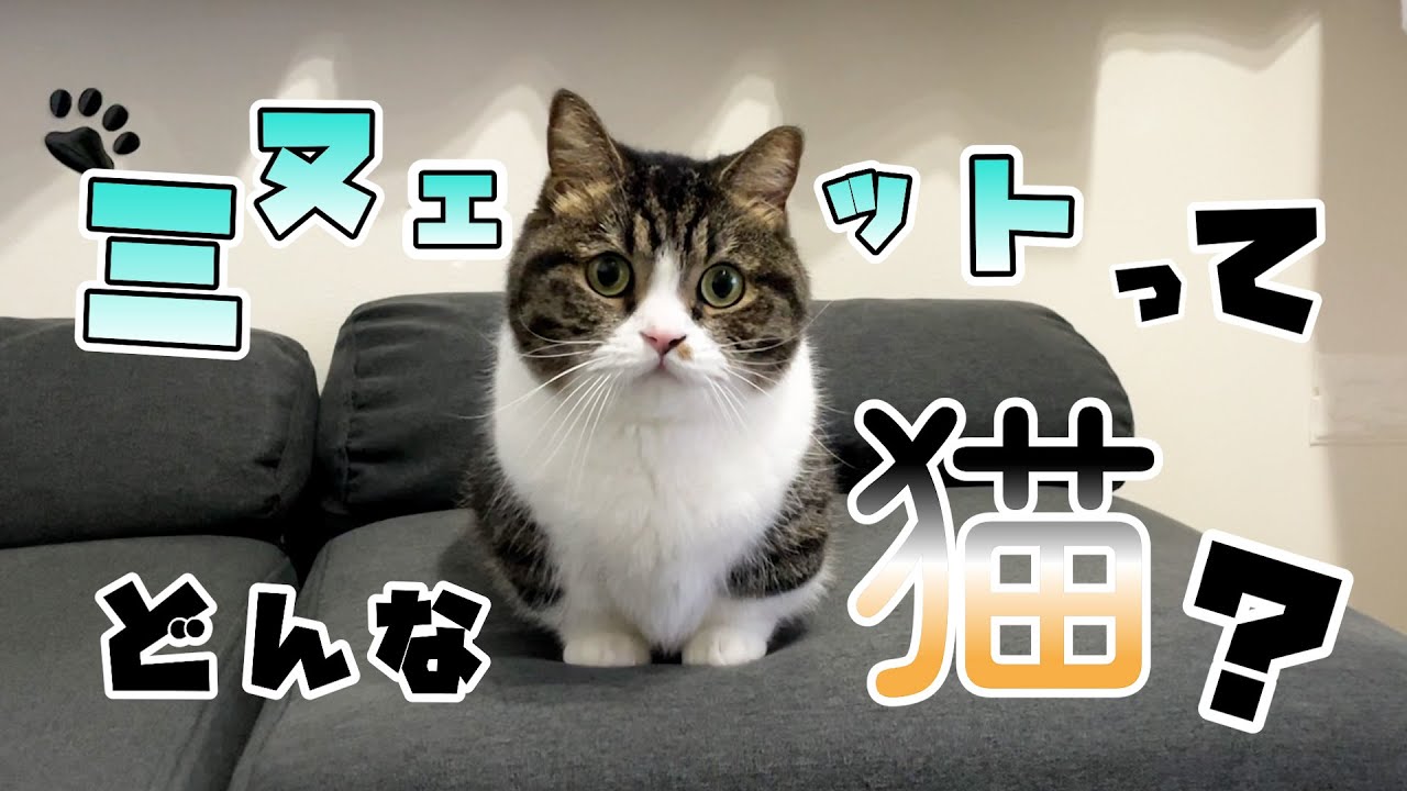 【人気猫種】ミヌエットってこんな猫！