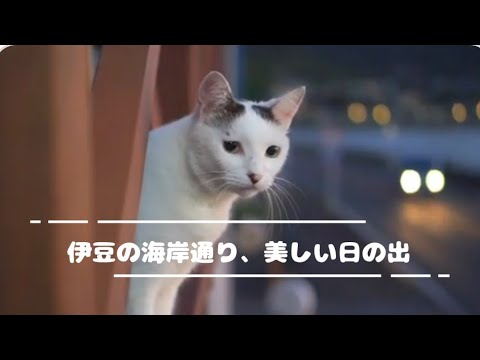 【ジャパニーズ・ボブテイルという猫】生粋の熱海っ子│左腰にまん丸の日の丸ぶち│とても賢いゆきちゃん│姫君みたいな麻呂眉化粧│凛とした立ち振る舞い所作は上品でエレガント│自由気ままな家猫のお散歩