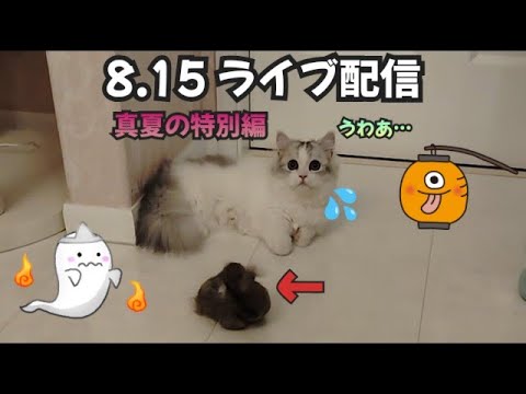 今日のにゃんず🐱#live#live配信#ライブ#ライブ配信#ライブ配信中#猫配信#猫動画#ミヌエット#ラガマフィン#ラグドール#猫#ねこ#ネコ#子猫#cat#cute#kitten#minuet