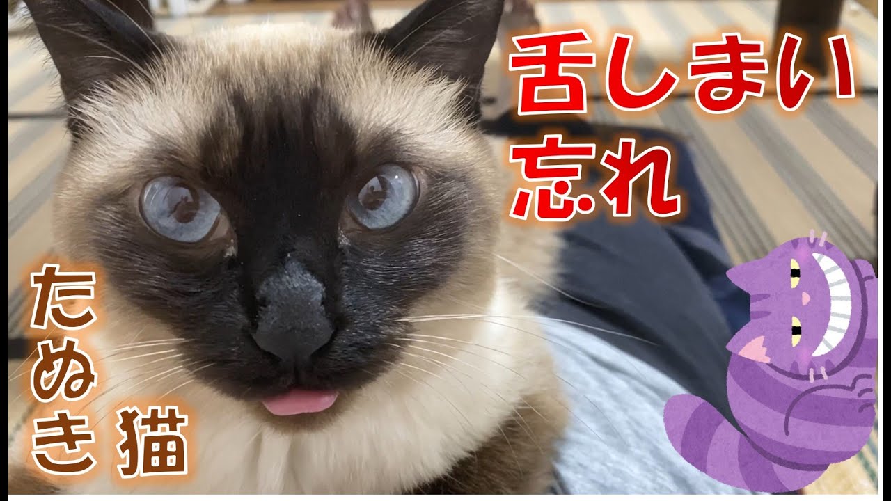 舌をしまい忘れたシャム猫のふくさん【たぬき猫】