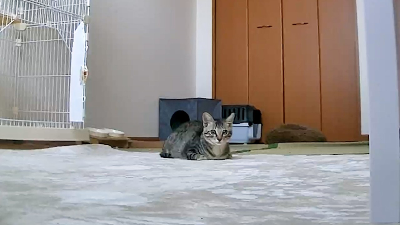 子猫の部屋に見守りカメラを置いてみた結果〜名前も決定