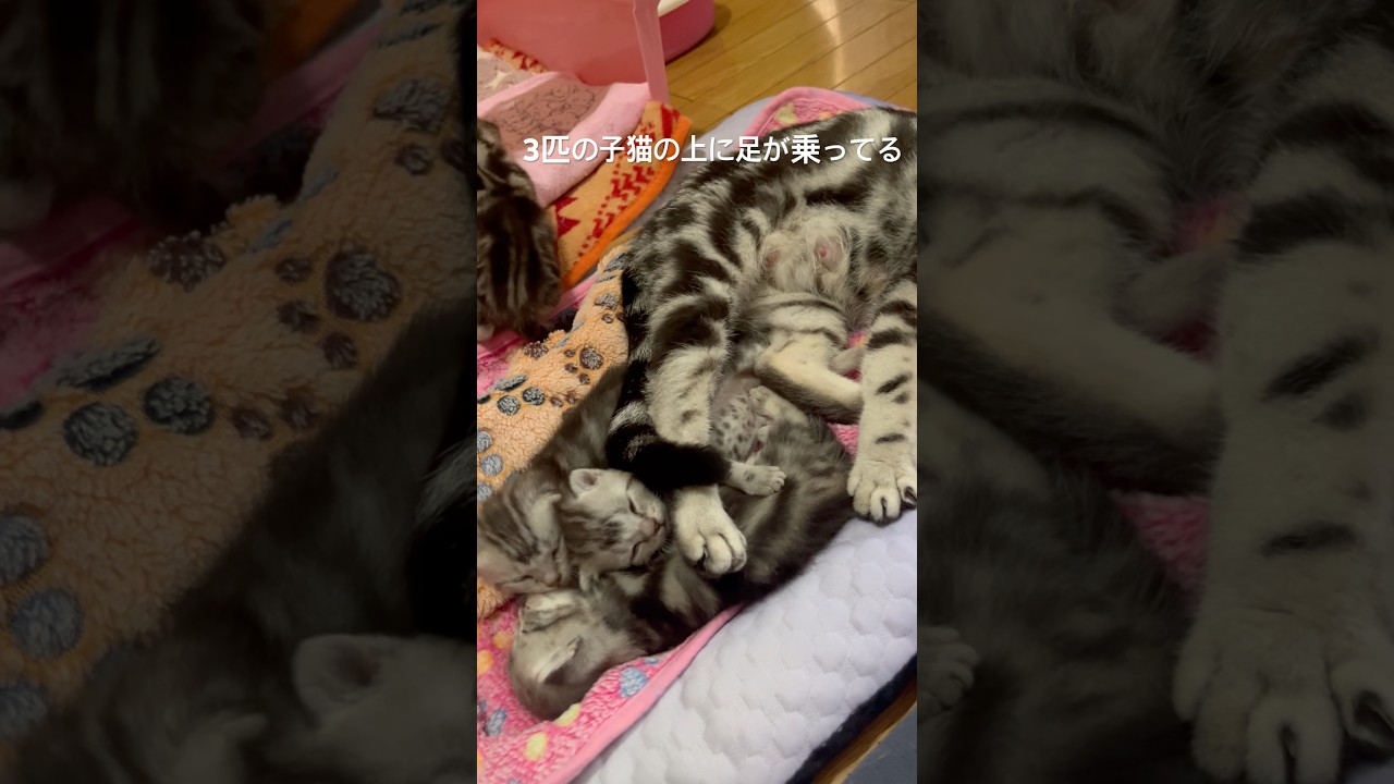 ママの足は、重たいよ！#アメショ#アメリカンショートヘア#子猫#猫の日常#cat#cats