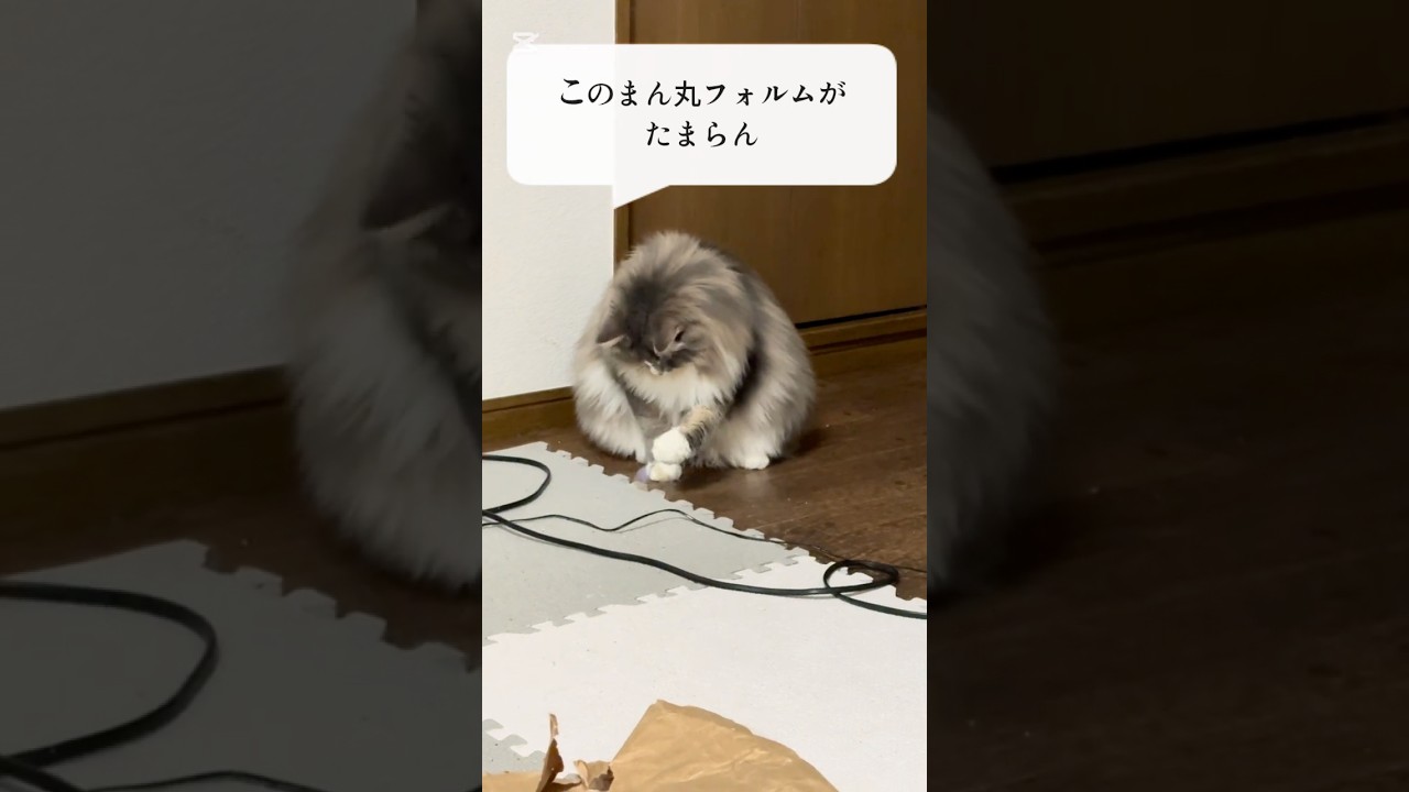 こういうのが一番好きなのね #ノルウェージャンフォレストキャット #猫のいる暮らし #cat #猫好きさんと繋がりたい #ねこ