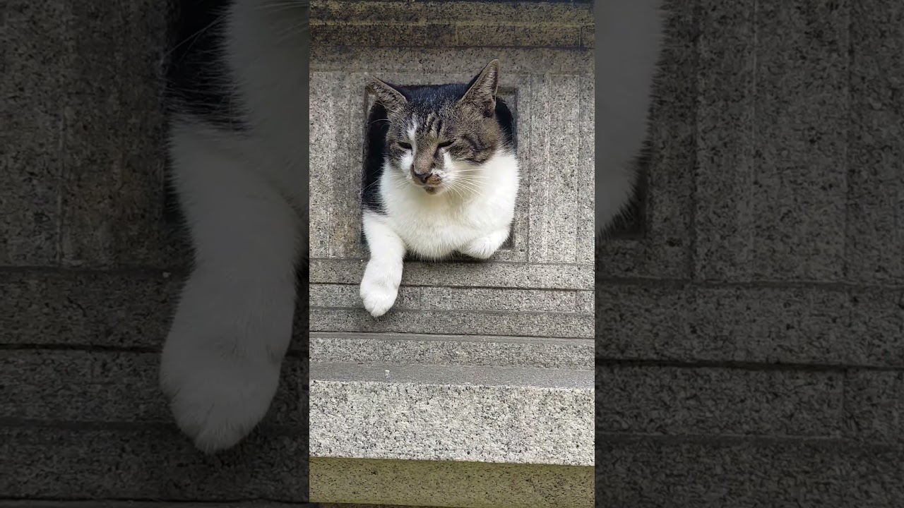☂石灯篭に猫！スッポリ入って出られないのじゃないよね！？(さくら猫のナルちゃん)🤣😻It was rainy today!🤣😻#shorts #cat #保護猫 #野良猫 #ネコ