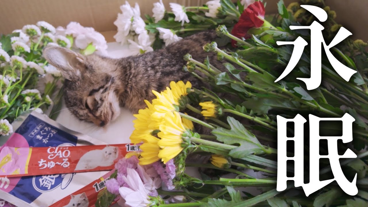 助けた子猫 突然の別れ【地域猫】【保護猫】
