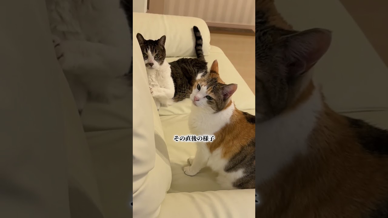 元野良猫19歳がお転婆な後輩に睡眠中パンチされた模様#cat #保護#ねこ#猫なのにぽち #猫のいる暮らし