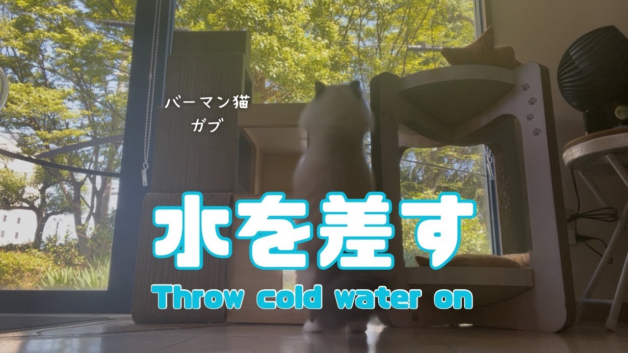 バーマン猫ラフ【水を差す】Throw cold water on（バーマン猫）Birman/Cat