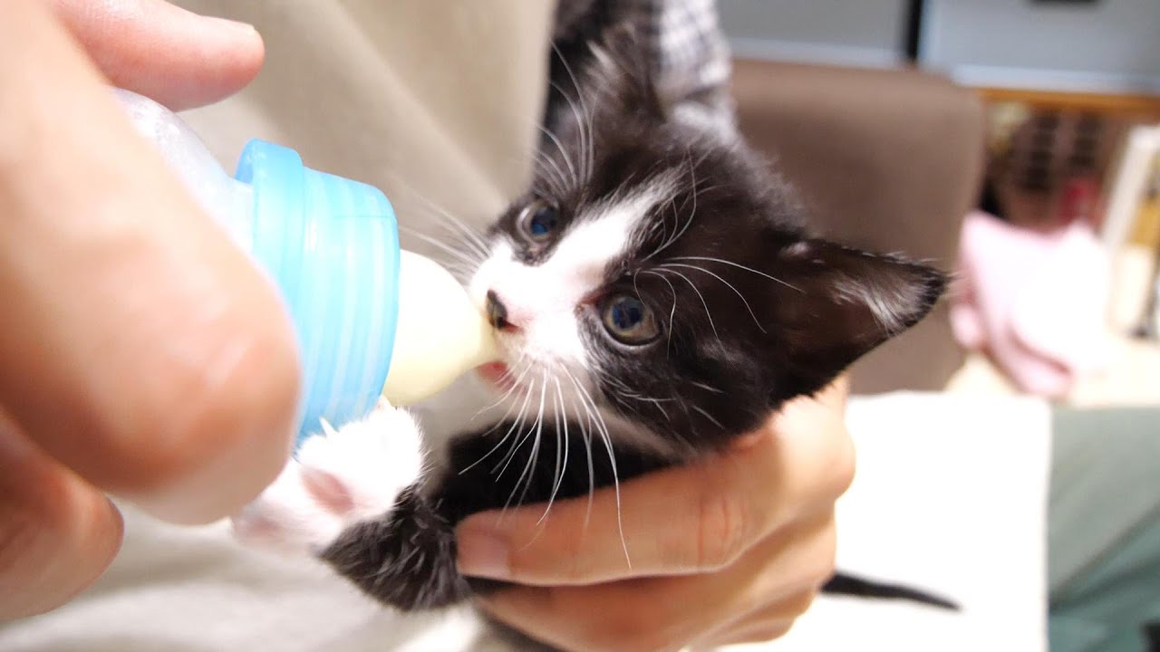 断乳したけどまだミルクが飲みたい子猫のチコちゃんです【赤ちゃん猫　保護猫】