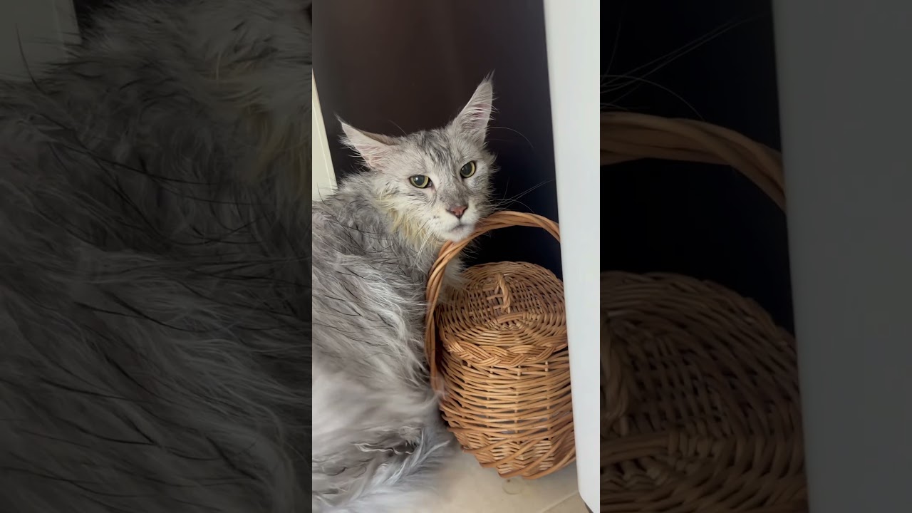 シャンプーしました🐈‍⬛メインクーン皮膚炎ケア🧴#メインクーン