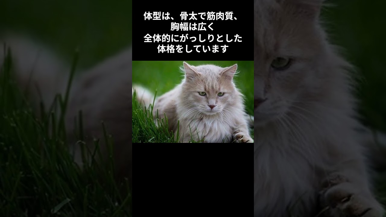 もっと知りたい！メインクーン #shorts #shortvideo #short #cat #animals #雑学 #猫 #ねこ #動物 #猫のいる暮らし #メインクーン #mainecoon