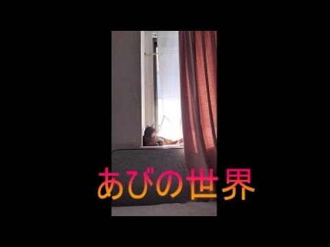 ネコ動画あび＃5209　あびの毎日　アビシニアン　あび