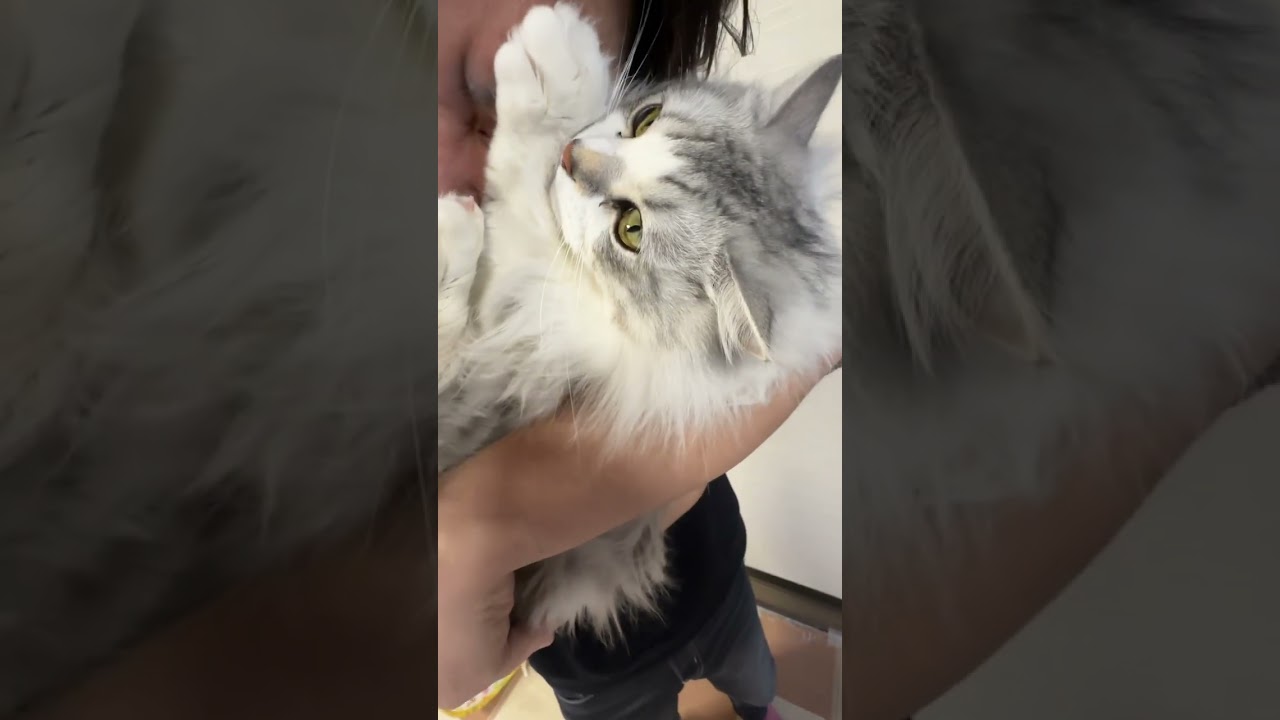 cute cat vlog Japan #ねこかわいいね #猫 #ねこ #cat #shorts #猫動画 #アメリカンカール #マンチカン部