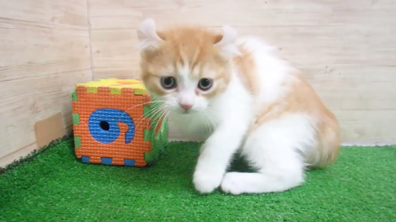 Coo&RIKU　No00570195 アメリカンカール