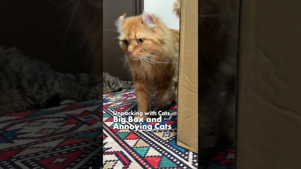 猫と開梱／大きい箱とジャマな猫たち