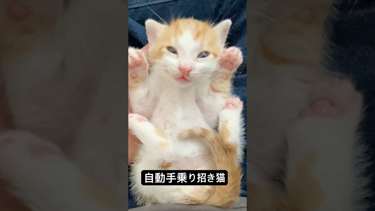 手乗り熟睡で招き猫になる子猫 #cat  #猫  #ねこ  #保護猫 #cute #猫のいる暮らし #子猫 #猫 #kitten  #shorts  #こねこ