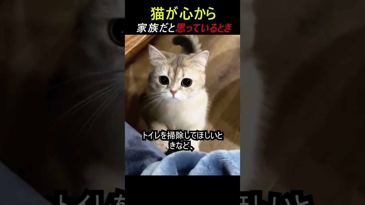 猫が心から家族だと思っているとき
