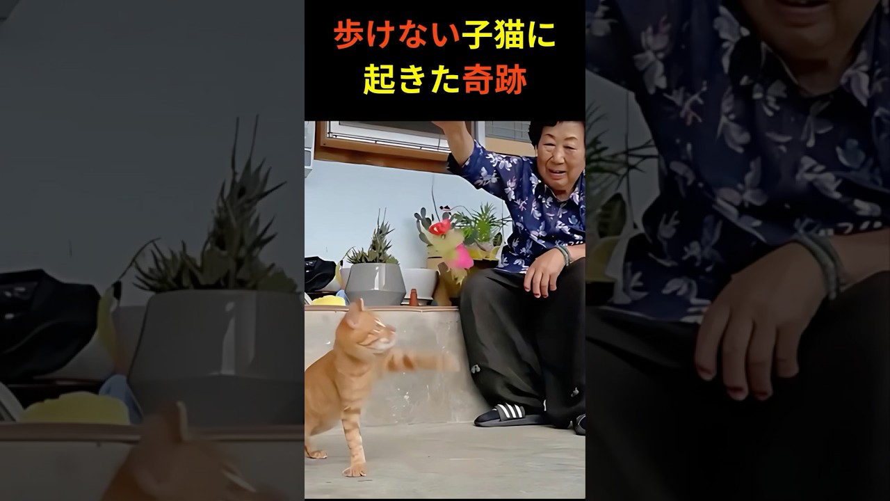 歩けない子猫に起きた奇跡…おばあちゃんの愛が救った命 #猫の奇跡 #感動実話 #保護猫
