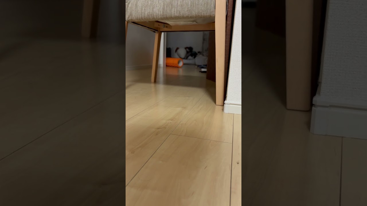 こっち来る猫#子ネコ #猫のいる暮らし #ノルウェージャンフォレストキャット #バーマン #shorts #cat #cuteanimals