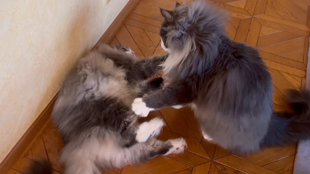 【仲良し？】毛づくろいをたくさんしてもらったのに、お兄ちゃんを倒しちゃう末っ子ちゃんwwwノルウェージャンフォレストキャットとターキッシュアンゴラ