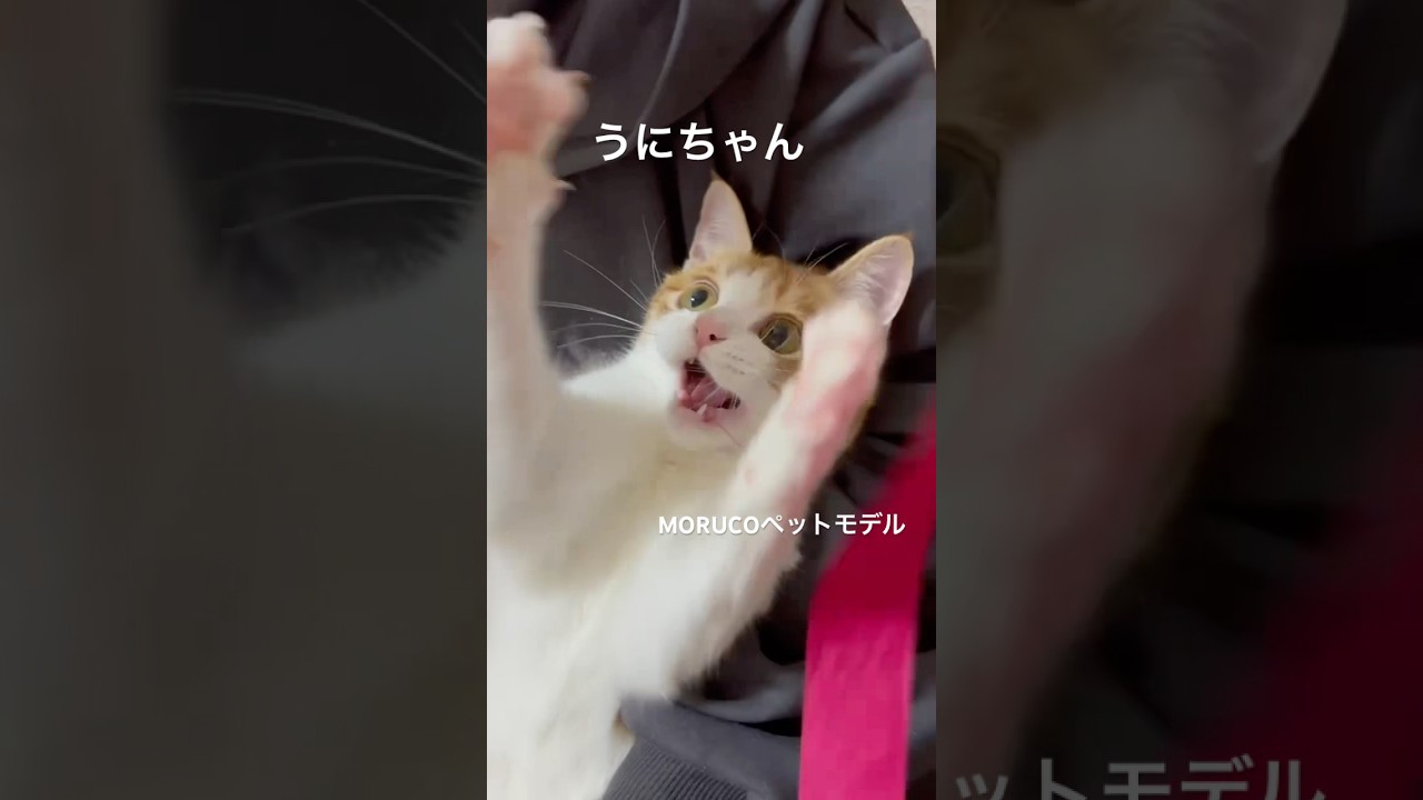 日本猫の中うにちゃんの特技です。散歩にも行けます。 #morucoペットモデル #ペットモデル  #猫モデル 日本猫 #散歩猫
