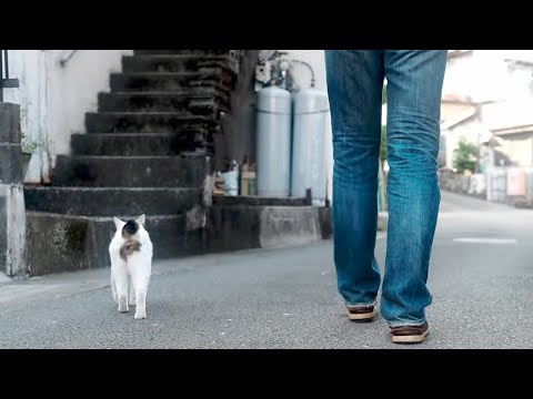 【ジャパニーズ・ボブテイルという猫】パパ！ちゃんと付いてきてね！のんびりな唯一無二の家猫のお散歩。筆先尻尾のジャパニーズ・ボブテイル。#熱海 #伊豆#猫のいる暮らし #保護猫 #ジャパニーズボブテイル