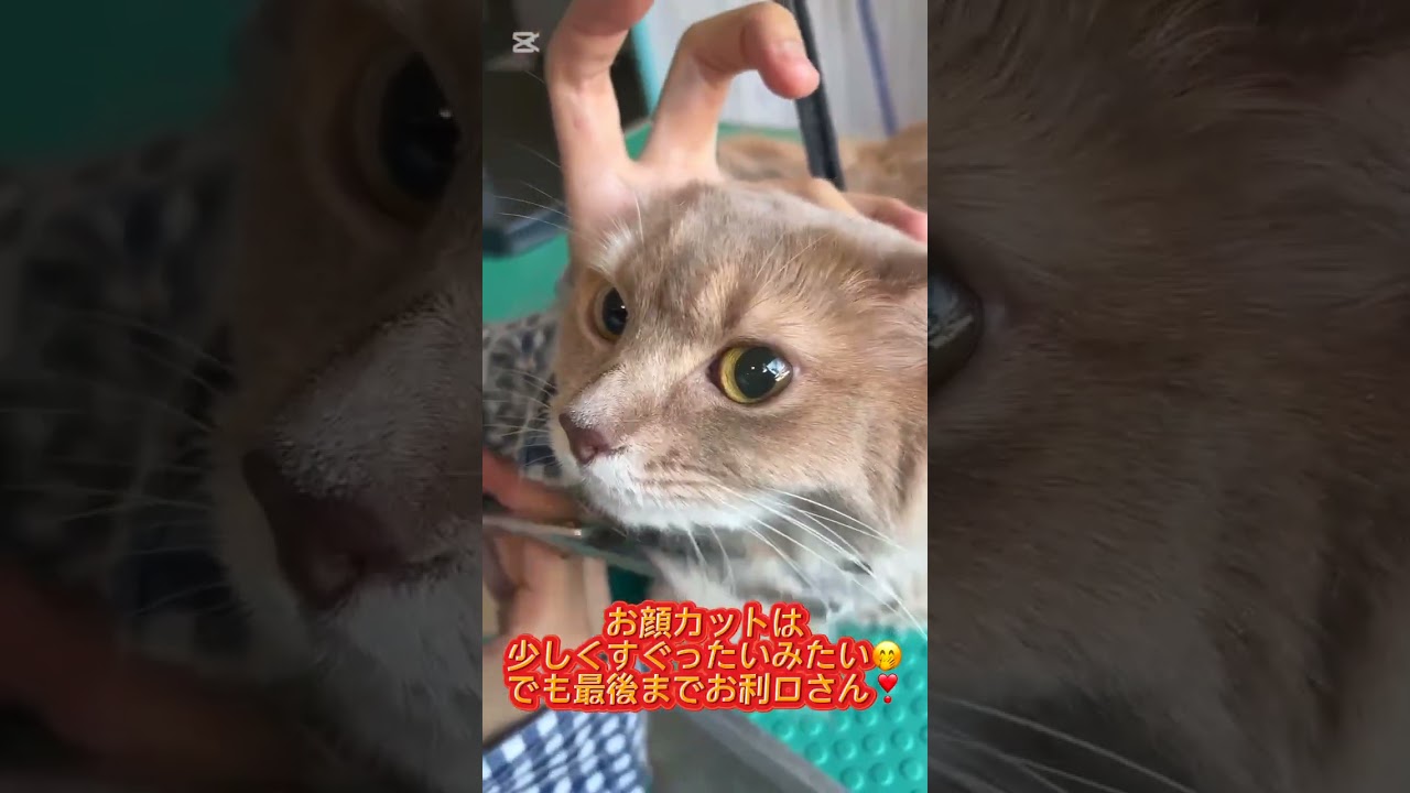 トリミングコースご利用☆ソマリ　ルルちゃん #cat #猫のいる暮らし #長毛