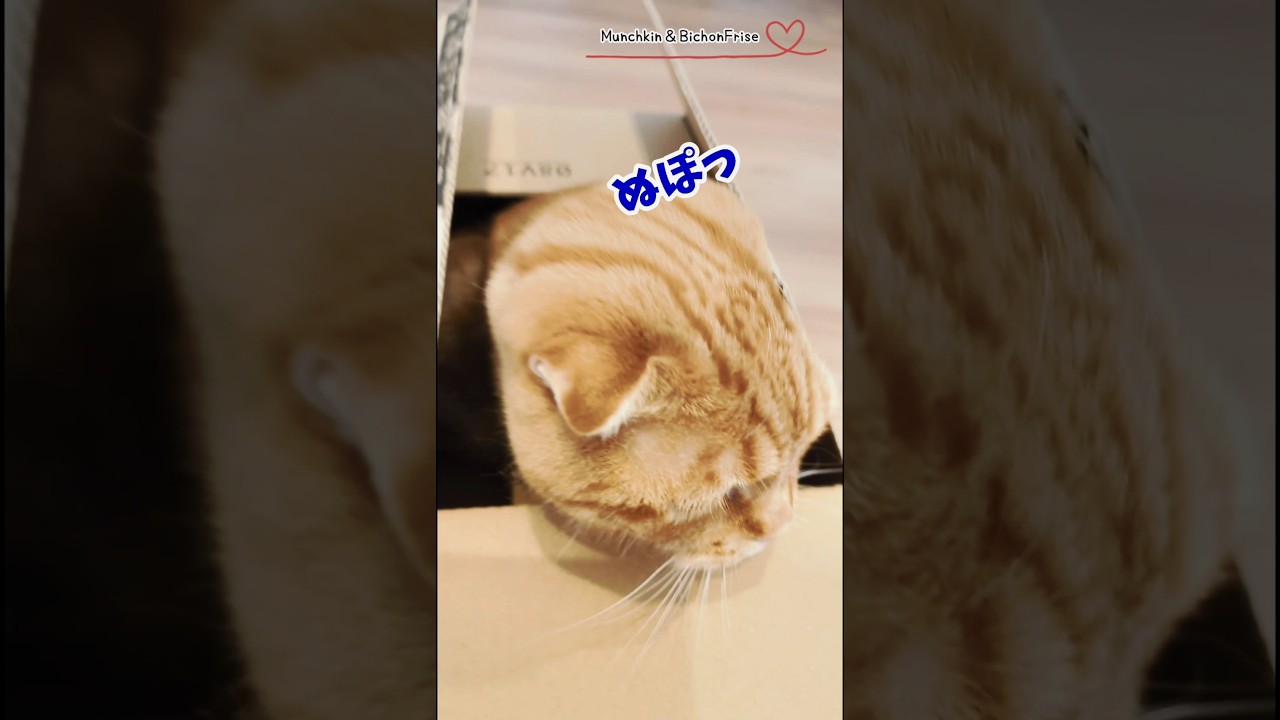 【マンチカン】箱からぬぽっと出てくる短足猫 【犬と猫、両方飼ってると毎日かわいい♥】