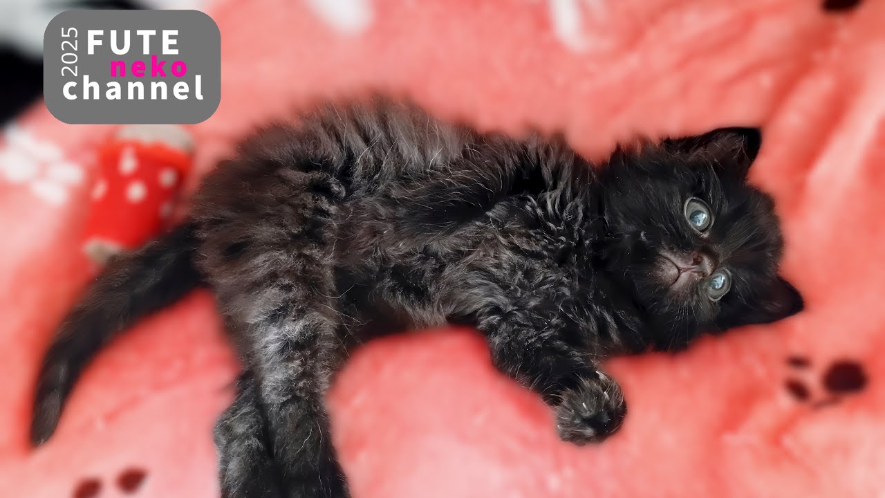 身体が動かなくなった子猫が走ろうとしました【保護子猫】