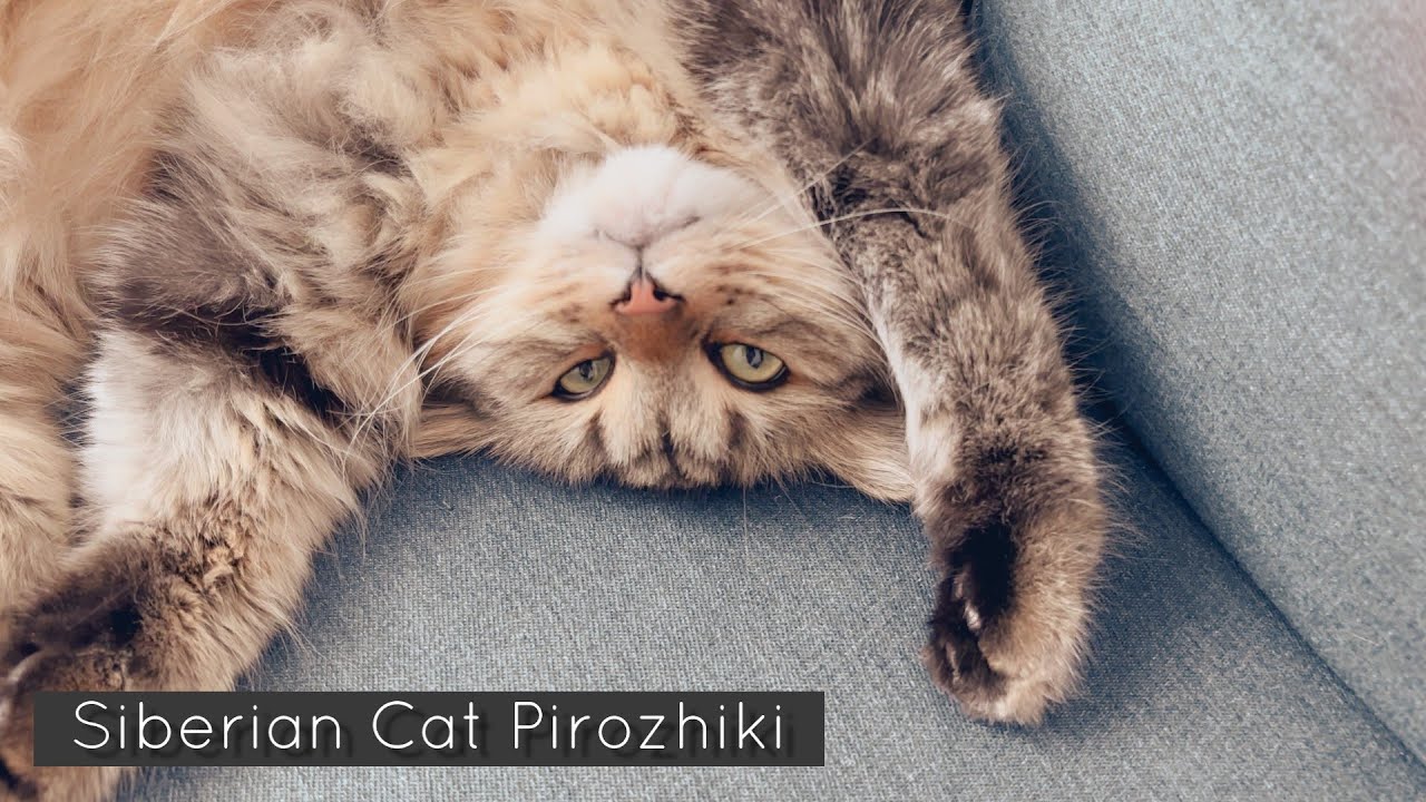 うちの猫が悪霊に取りつかたが、かわいすぎてエクソシストを呼べない件【サイベリアン】【episode90】